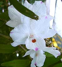 Dendrobium Sumatra