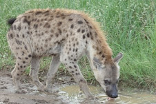 hyena