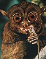 Download Grosse augen lustige bilder For Android Grosse Augen Lustige Bilder