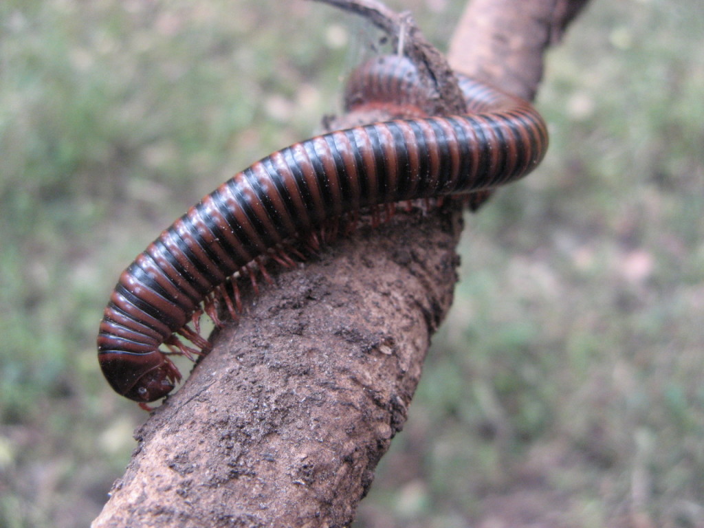 [Animals_Insects_Ugly_insect_005540_.jpg]