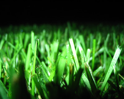Green grass at the night