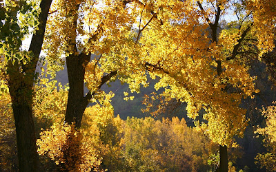 Yellow tree leaves during the fall