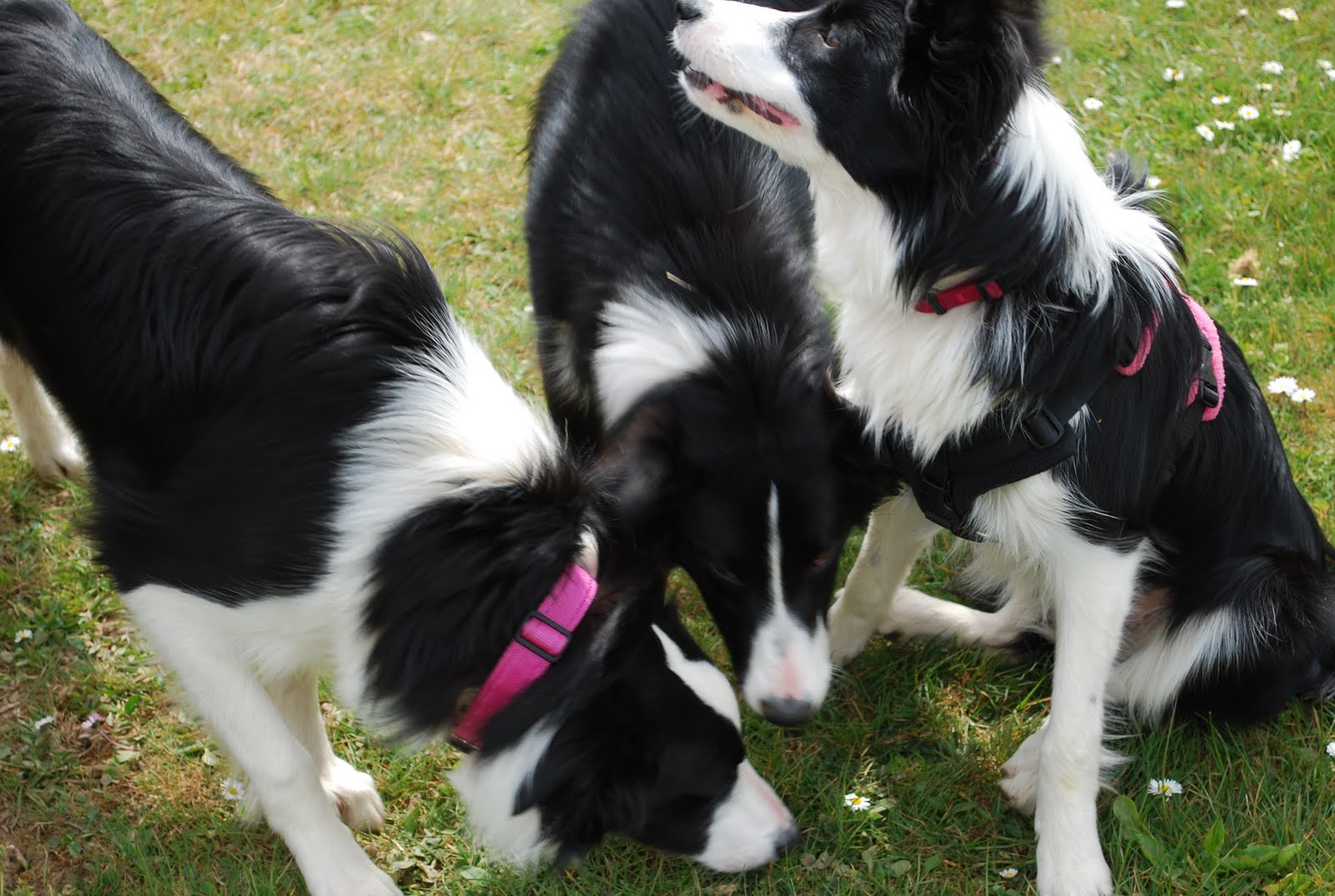 devongem border collies