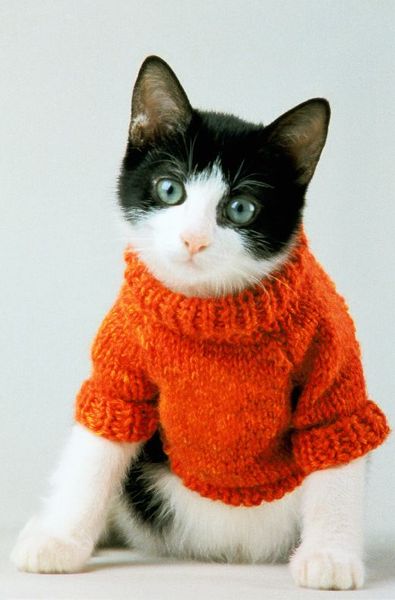 adhesif clothing: Sweater Kittens at Adhesif!