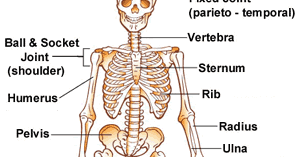 School Workz: Skeletal System