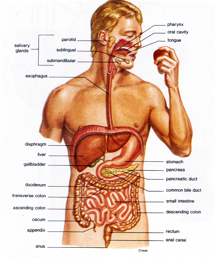 Human Digestive Anatomy