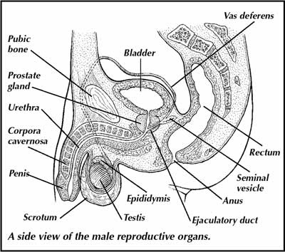 School Workz: Reproductive System