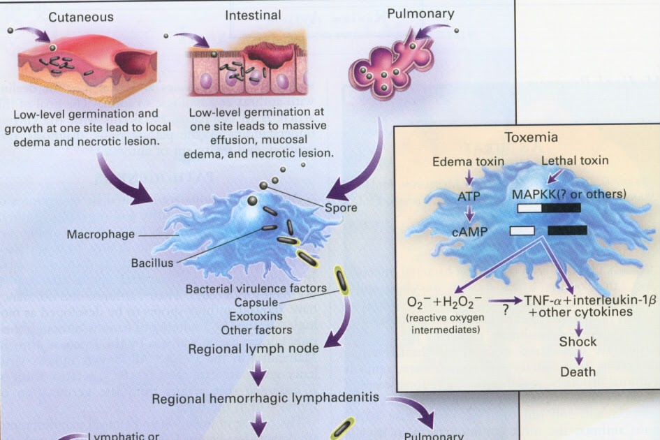 Medical Students Blog Anthrax Disease or A Biological Weapon