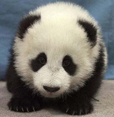 I&#039;m Curious Too: Giant Panda