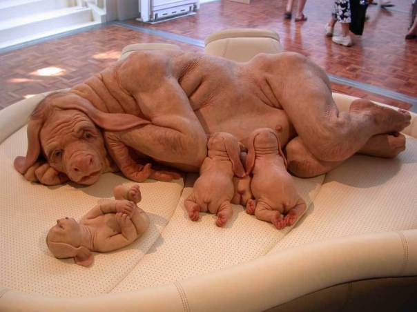 Deformed Looking Animals