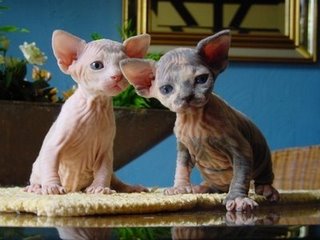 [hairless+kittens.JPG]