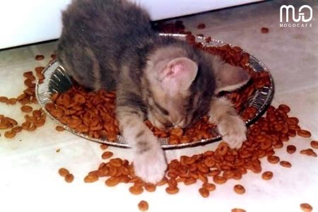 [cute_dongvatngu-sleepinganimal14_mogocafe.jpg]