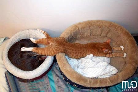 [cute_dongvatngu-sleepinganimal19_mogocafe.jpg]