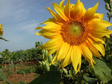 Baja sunflower