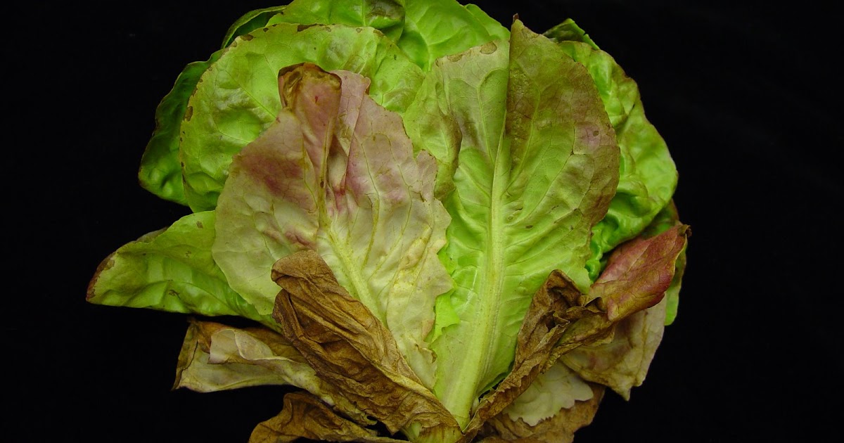 CSU Extension Greenhouse & Nursery Diagnostics LettucePowdery Mildew
