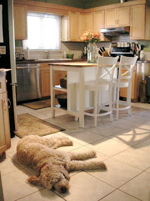 calvin the dog