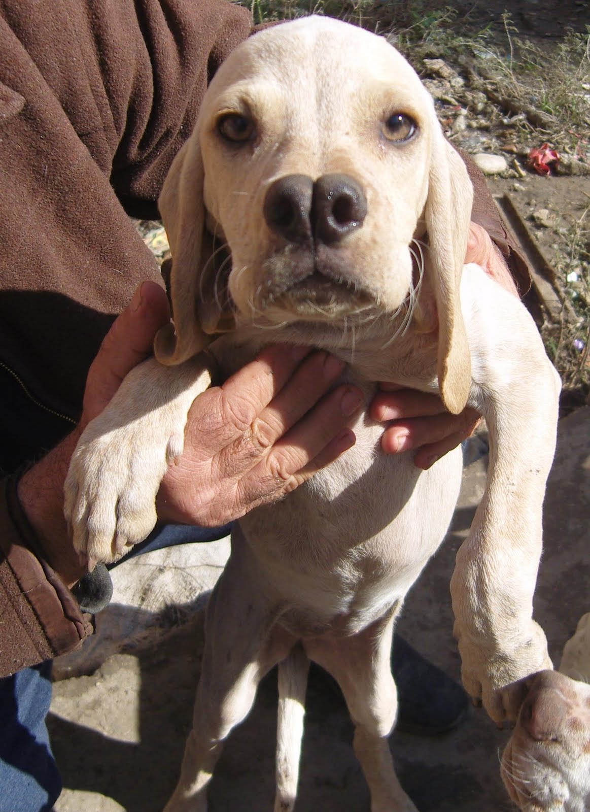 domuz avı köpeği