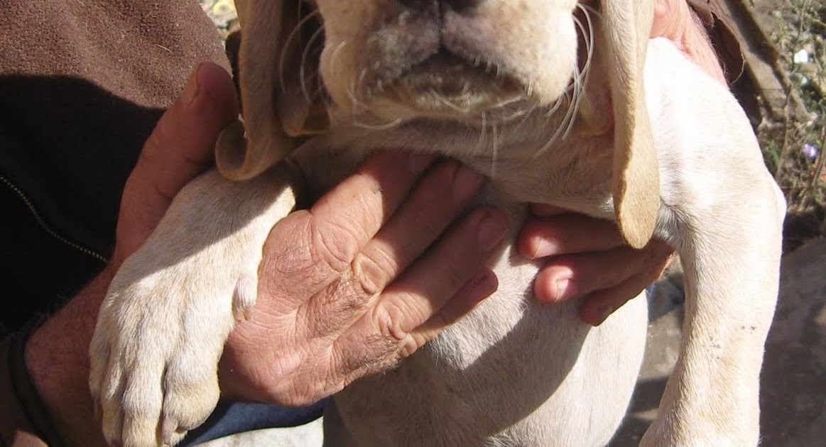 Tarsus Çatalburun Av Köpekleri Tarsus Çatalburun Av Köpeği Yavruları