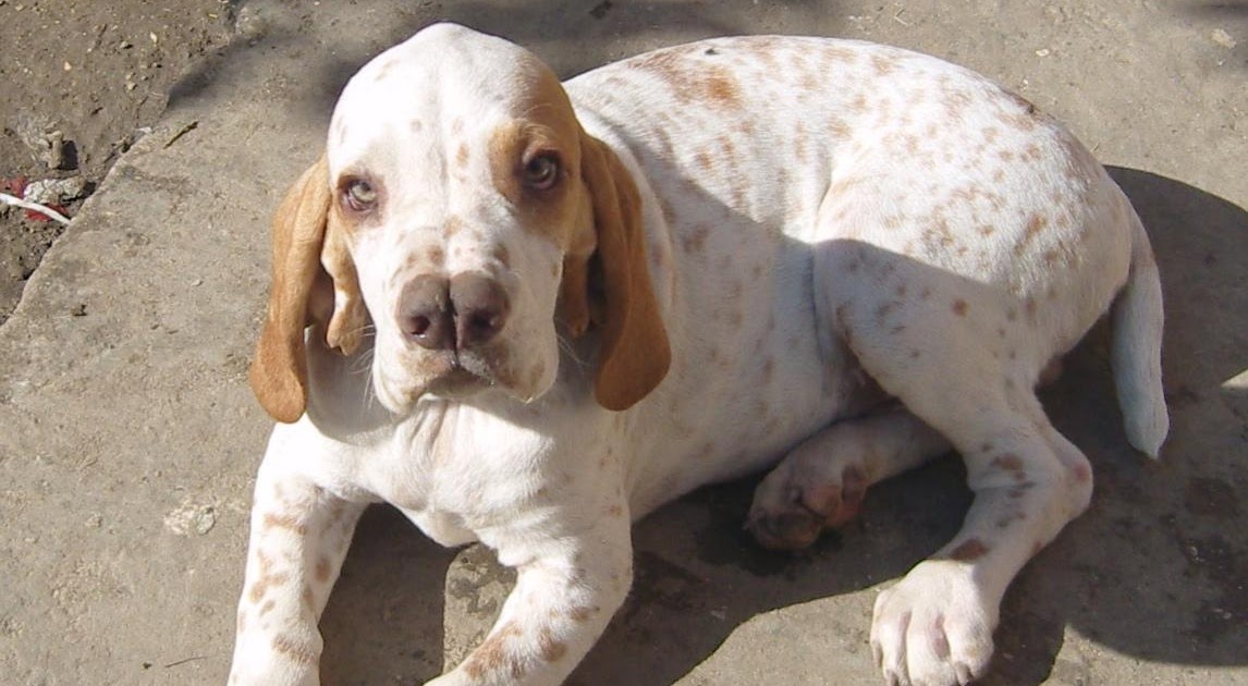 domuz köpeği