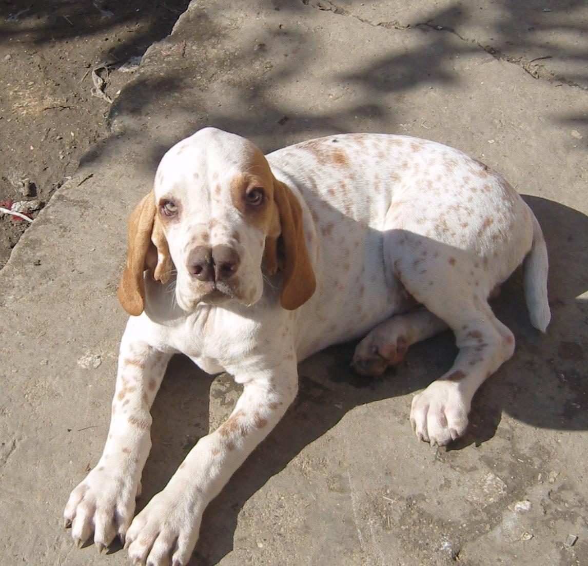 çatalburun köpeği