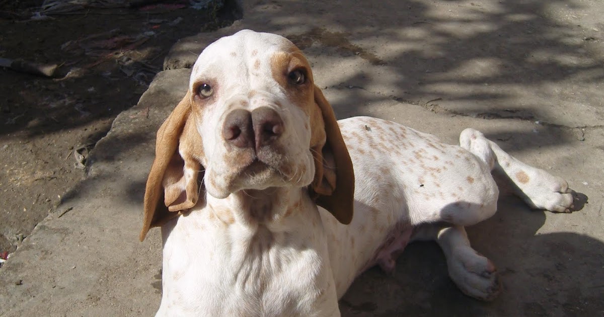 ERKEK TARSUS ÇATALBURUN AV KÖPEĞİ YAVRUSU, AV KÖPEKLERİ, SATILIK,UCUZ