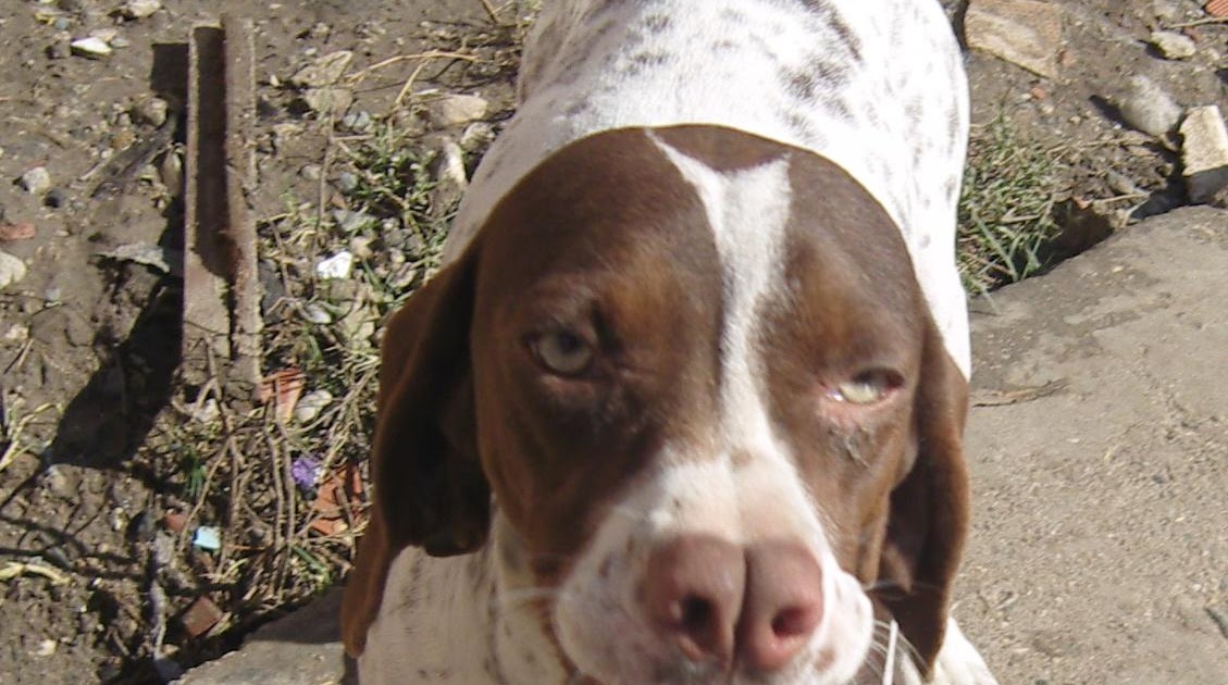DİŞİ TARSUS ÇATALBURUN AV KÖPEĞİ, AV KÖPEKLERİ, eğitimi, ucuz, satılık