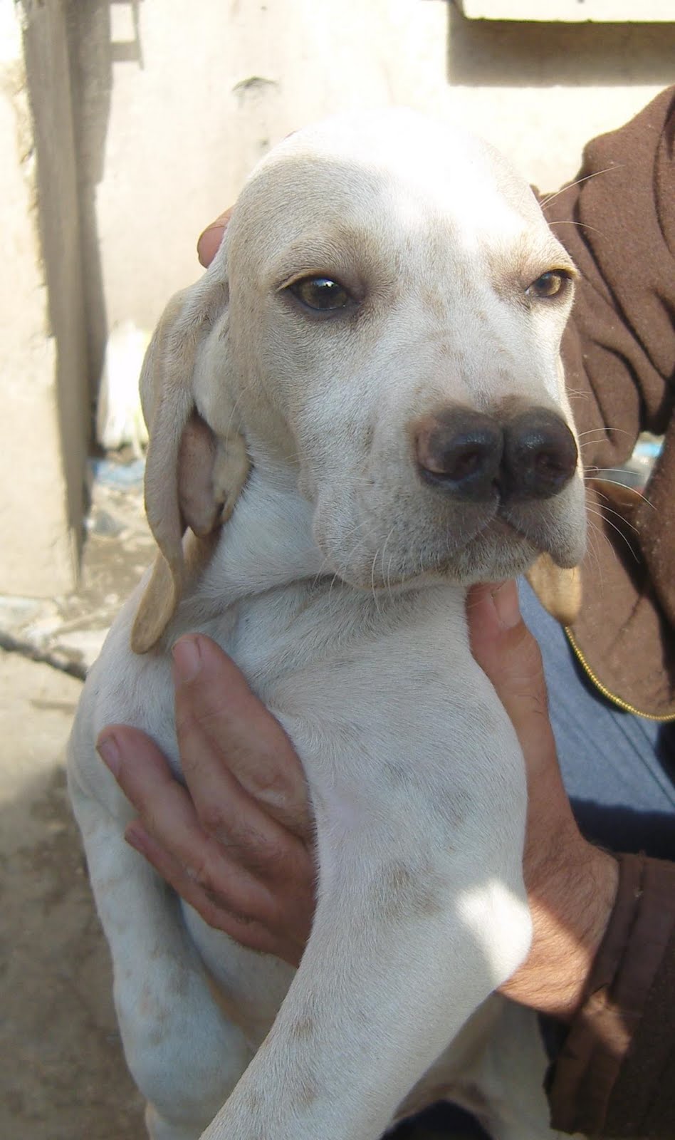TARSUS ÇATALBURUN AV KÖPEĞİ YAVRUSU, AV KÖPEKLERİ, EĞİTİMİ, SATILIK