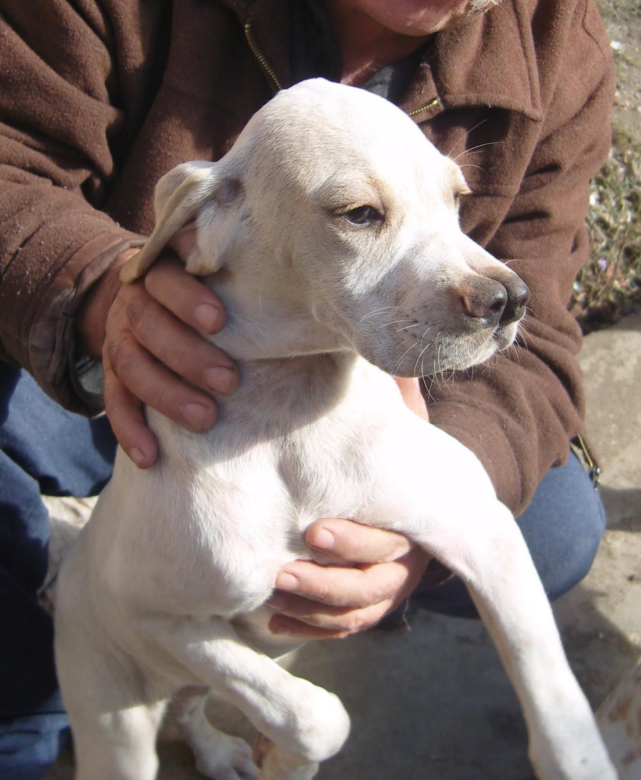 çatalburun av köpeği yavru fiyatları
