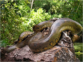 Imagenes Misticos de la Selva