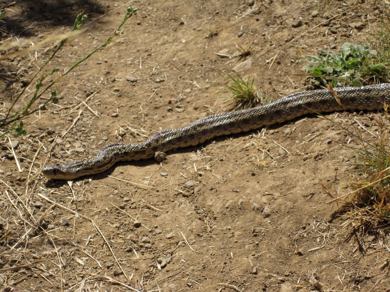 Ultrarunning ER Doc Pacifica Trail Work