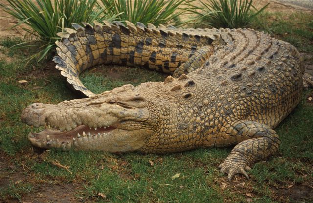 Australian Animals Crocodile Australian Animals Crocodile
