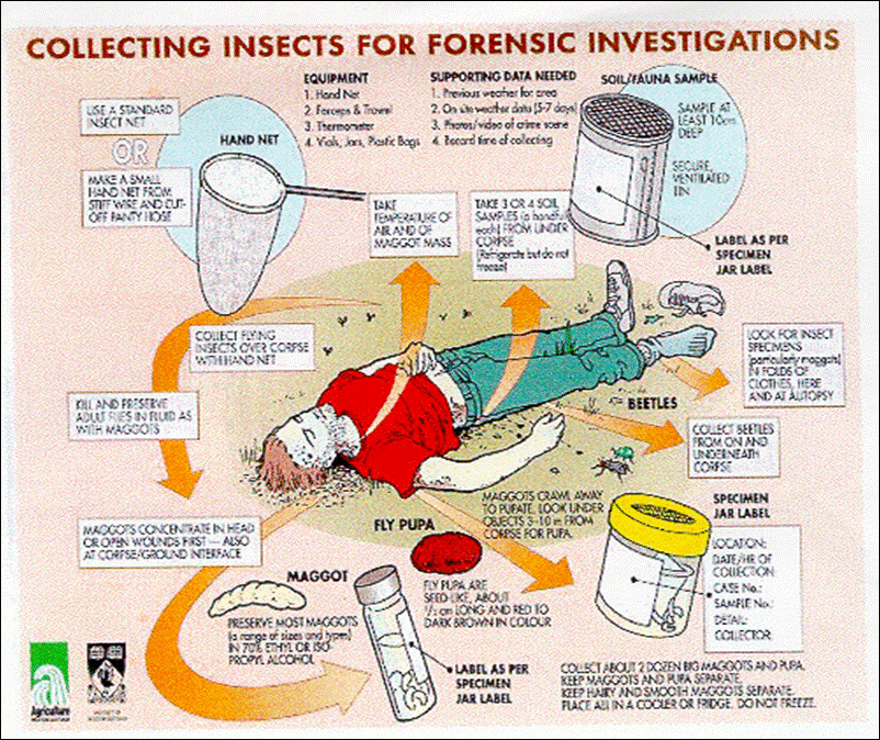[Insects+for+Forensic.gif]