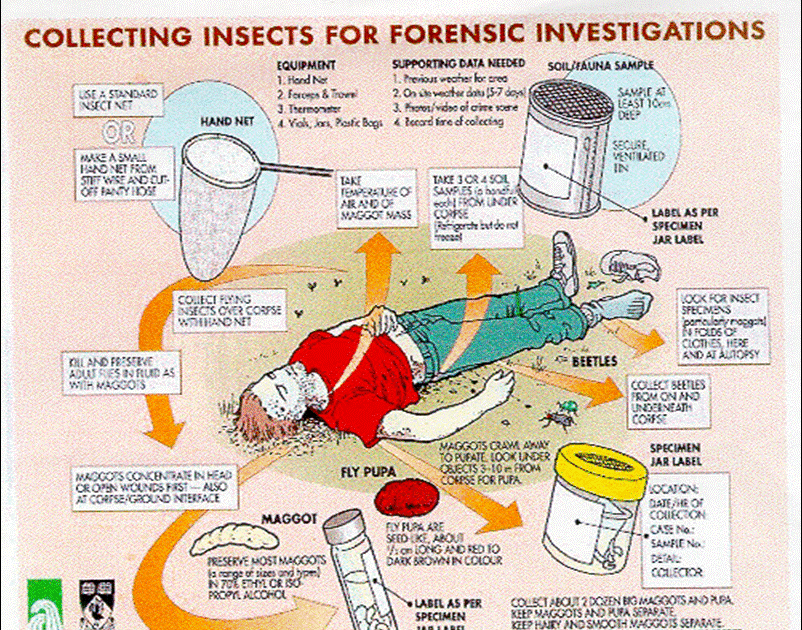 MEDICAL LAB TECHNOLOGY Introduction to Forensic Entomology