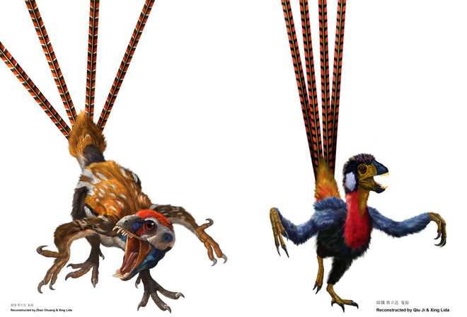 [Epidexipteryx+-+dinosaur+and+bird+hybrid+used+feathers+for+mate+attraction.jpg]