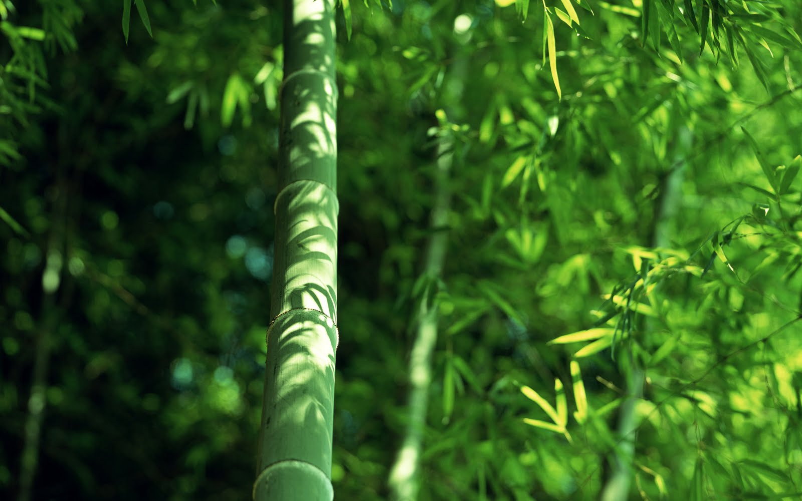 http://3.bp.blogspot.com/_QkWfBvmBstU/S-C31o0GH8I/AAAAAAAAAZY/eqbYqWyxAEA/s1600/bamboo+1920x1200-7.jpg