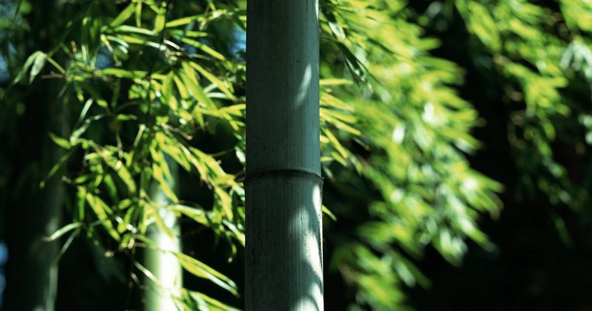 HQ Wallpapers Bamboo Forest High Definition pictures 1920x1200 wallpapers