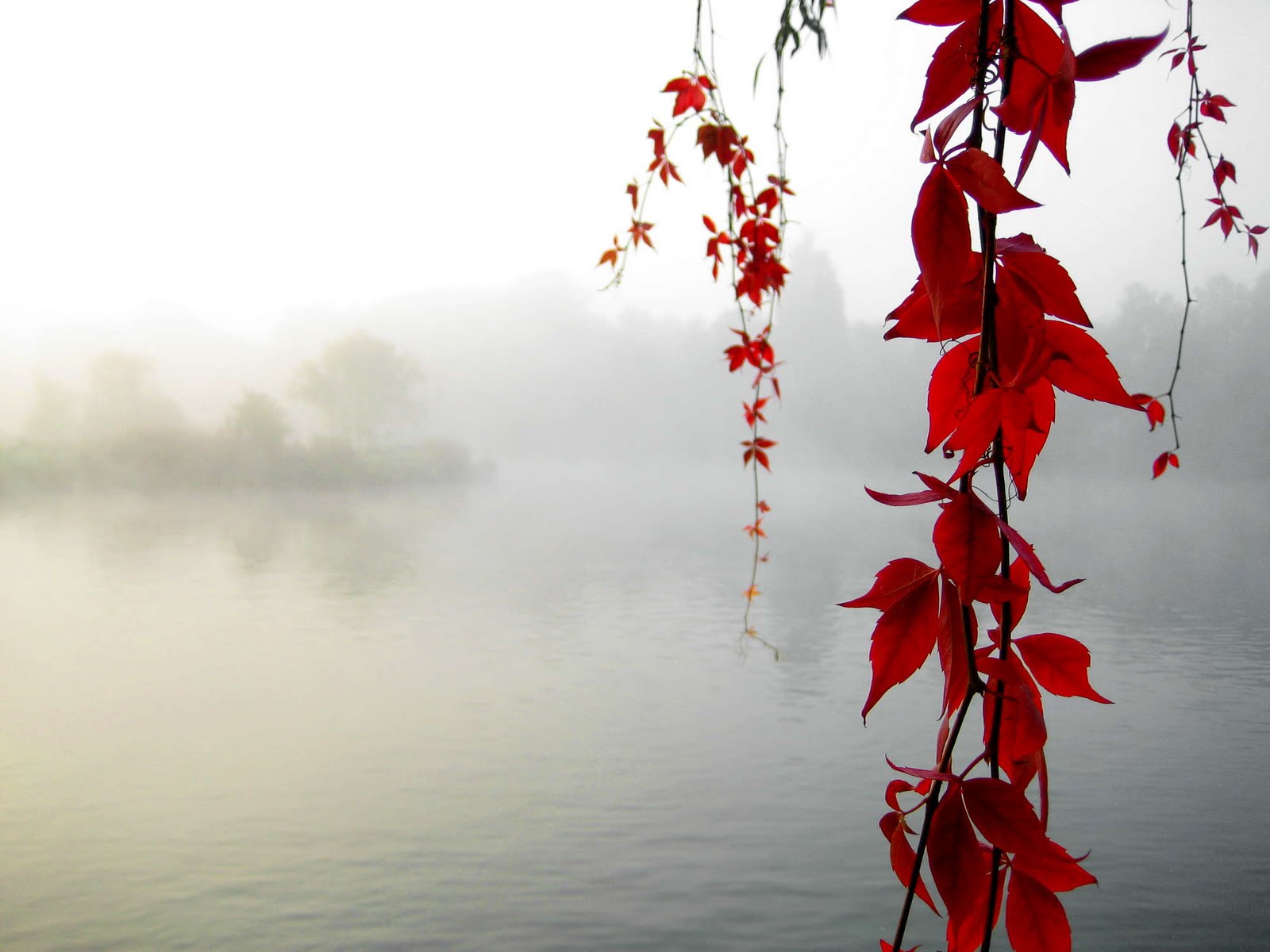 http://3.bp.blogspot.com/_QkWfBvmBstU/TKDFoFa82HI/AAAAAAAAAfM/nrBZv-QHQpM/s1600/Ubuntu%2010.10%20Wallpapers%20(9).jpg