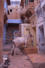 Cow watching tv in Jaisalmer