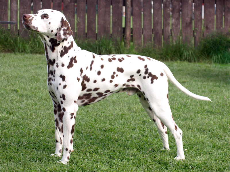 [rocco_steh_links1.jpg]