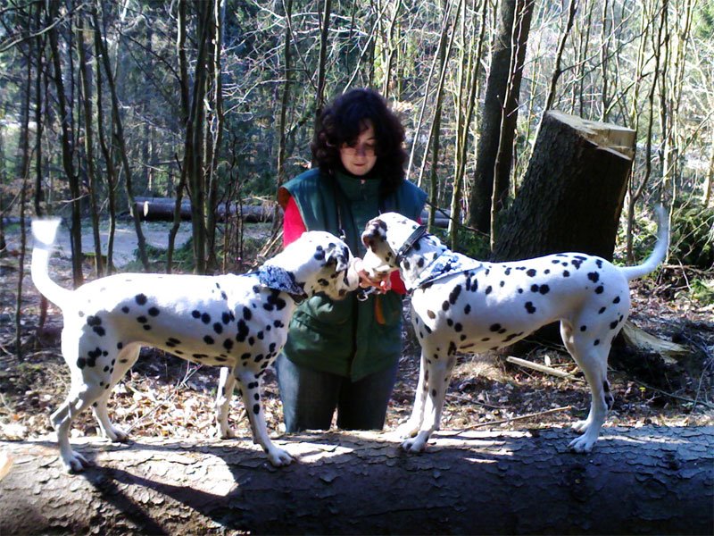 [buffy_bessy_baum.jpg]