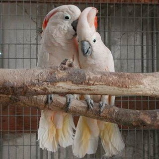 foto burung kakak tua - gambar hewan