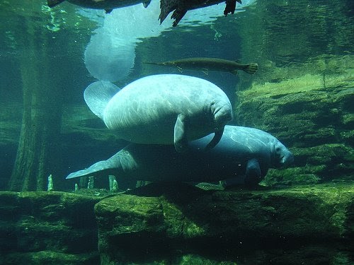 Manatees: Why are Manatees so cute?