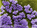 What is MRSA?