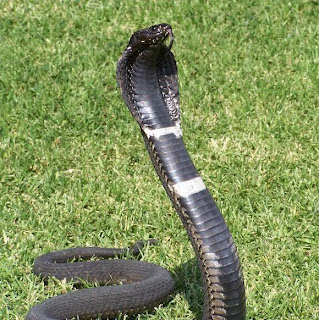 snake for safe delivery to a dam nearby us