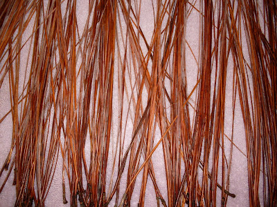 Dry Pine Needles
