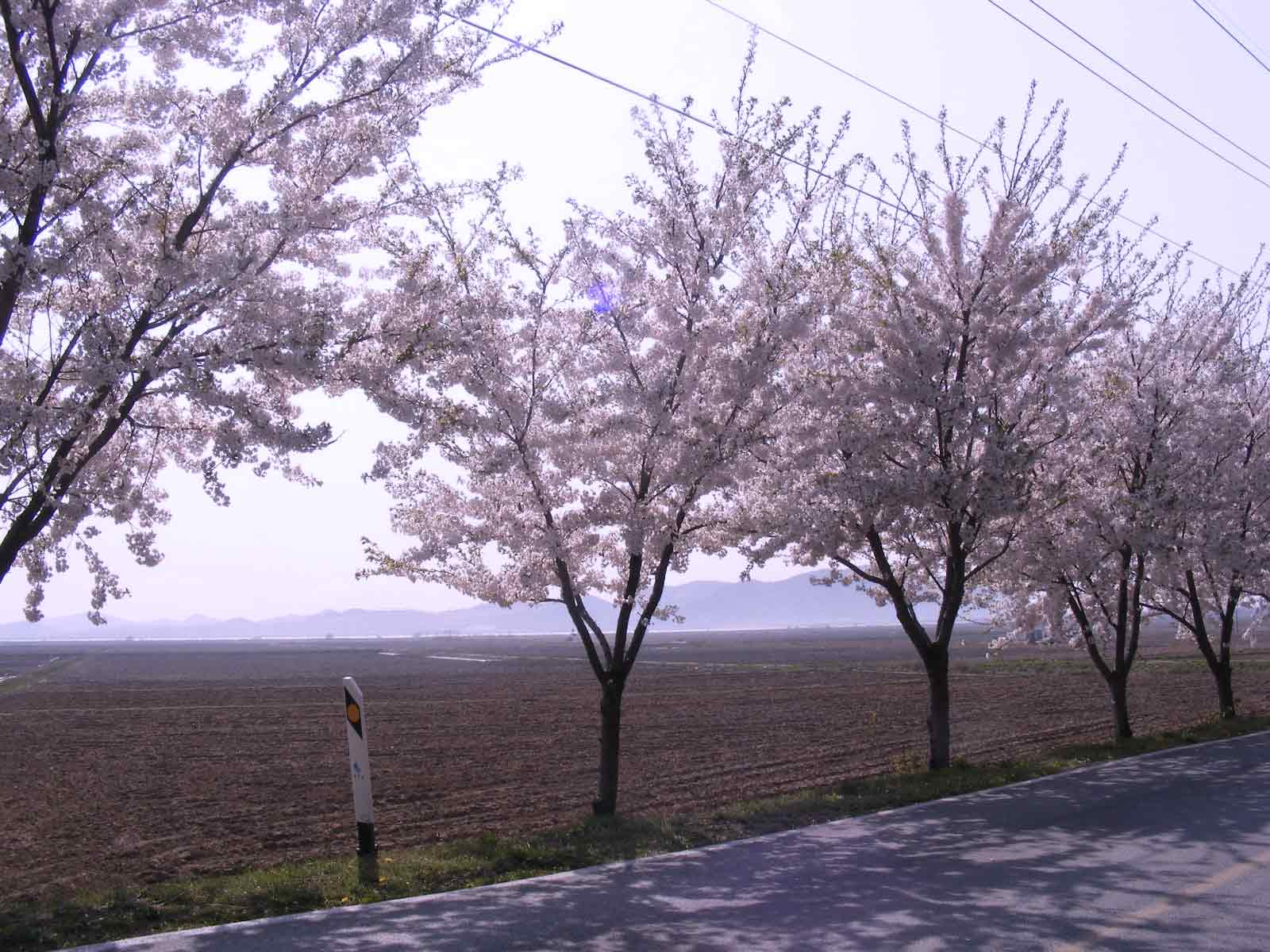 [Cherry-Blossoms.jpg]