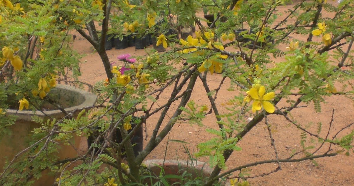 Crotons World Cassia Biflora Buy Plants in Chennai India