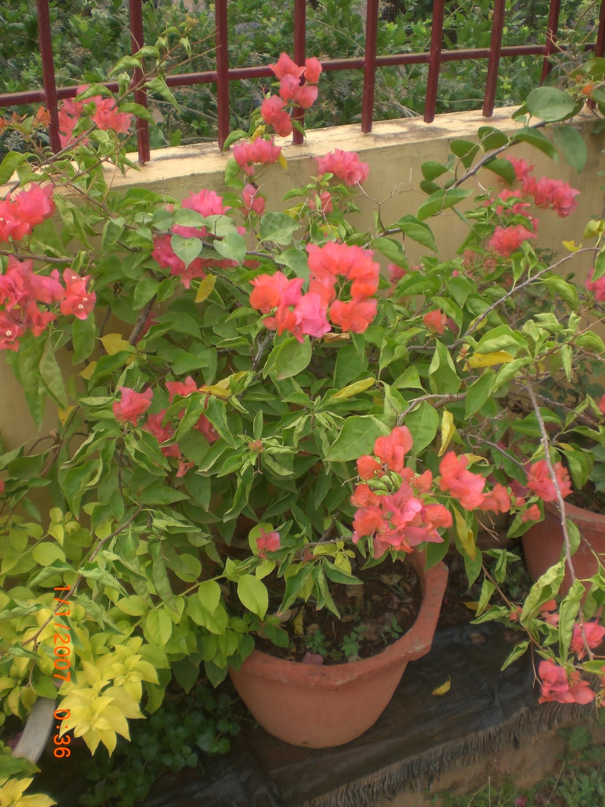 Crotons World Bougainvillea plants Buy Plants in Chennai India