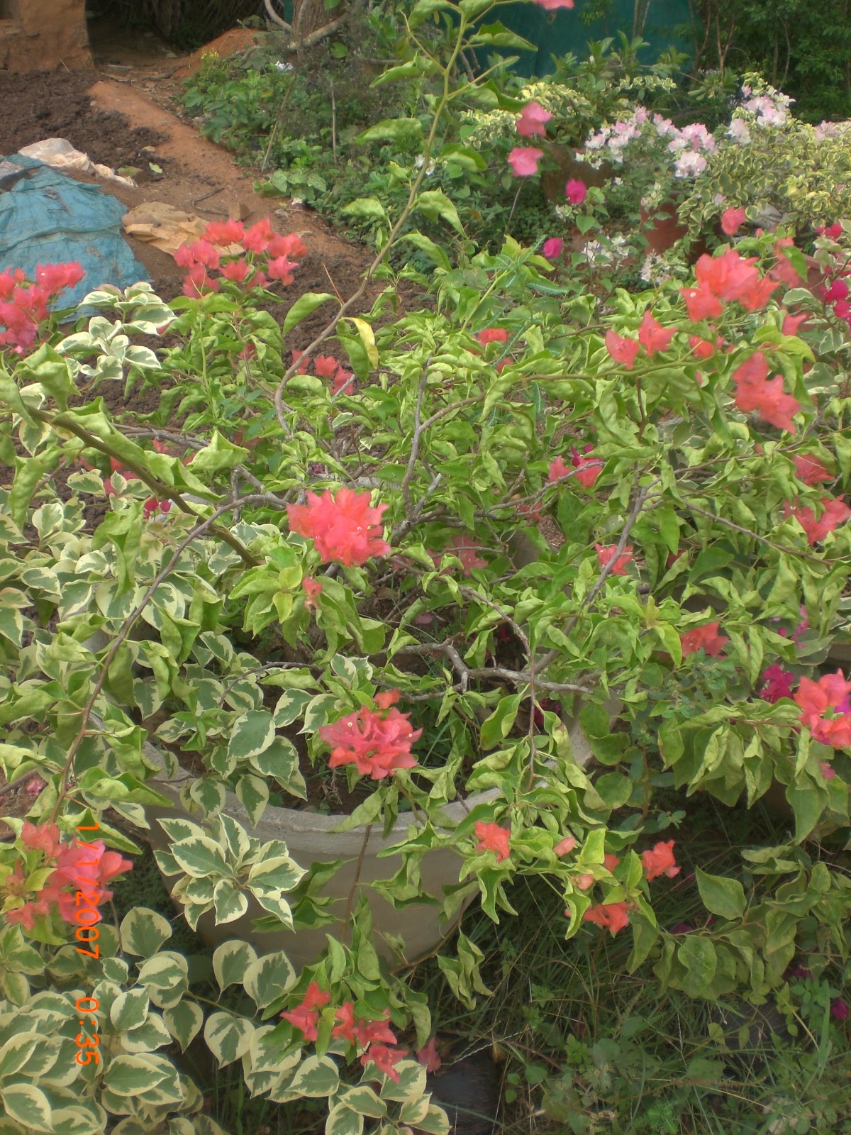 Crotons World Bougainvillea plants Buy Plants in Chennai India