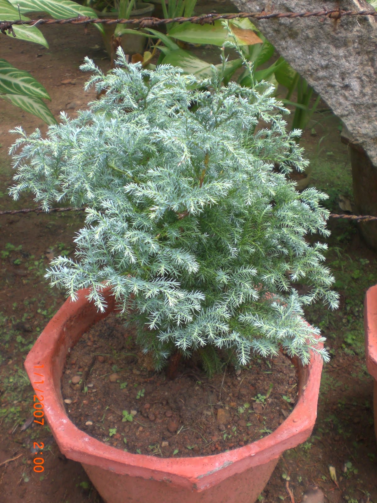 Crotons World Blue Cypress Plants